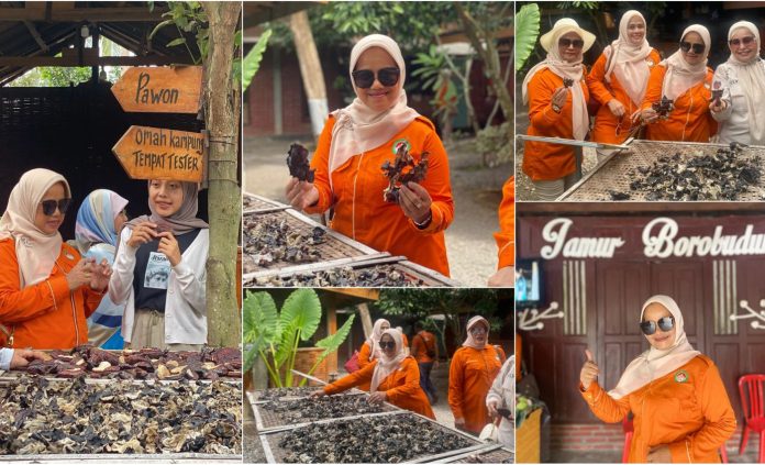 Jamur Borobudur Jamur Borobudur