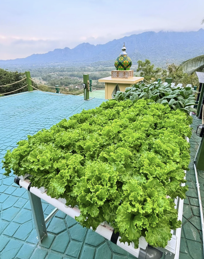 Panen Hidroponik Panen Hidroponik